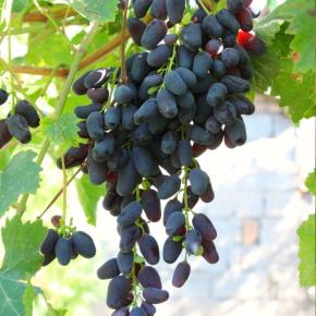 Rote Tafeltraube Datteltraube